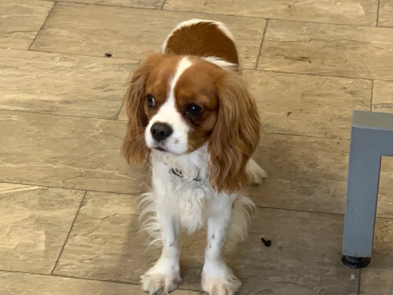 Billede 20 - Mini cavapoo babyer F1