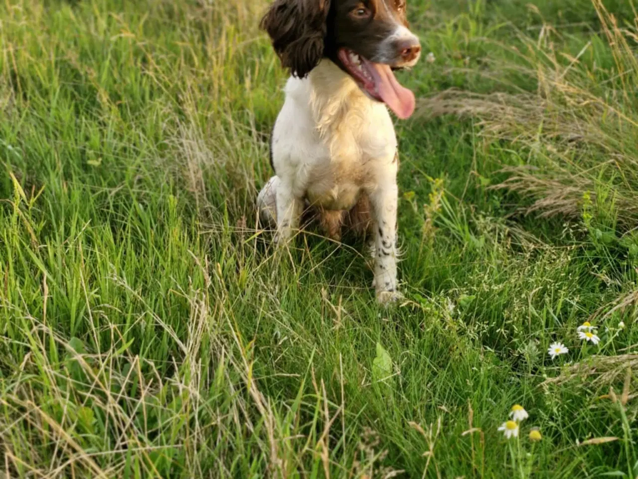 Billede 12 - FT Springer Spaniel