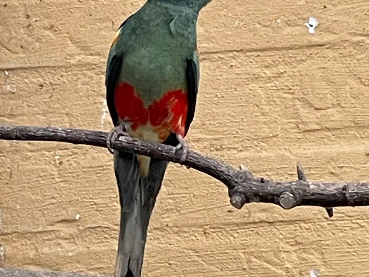 Billede 2 - Mangefarvede i grågrøn mutation 