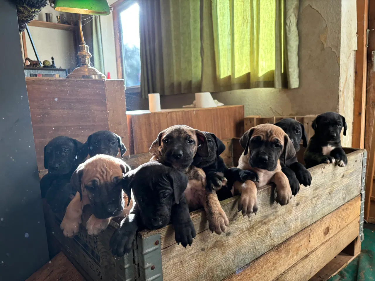 Billede 16 - Grand Danois hvalpe