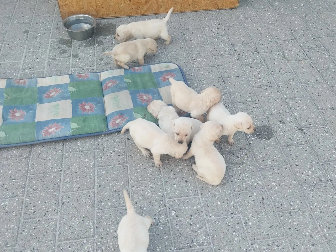 Billede 11 - Gule Labrador hvalpe.