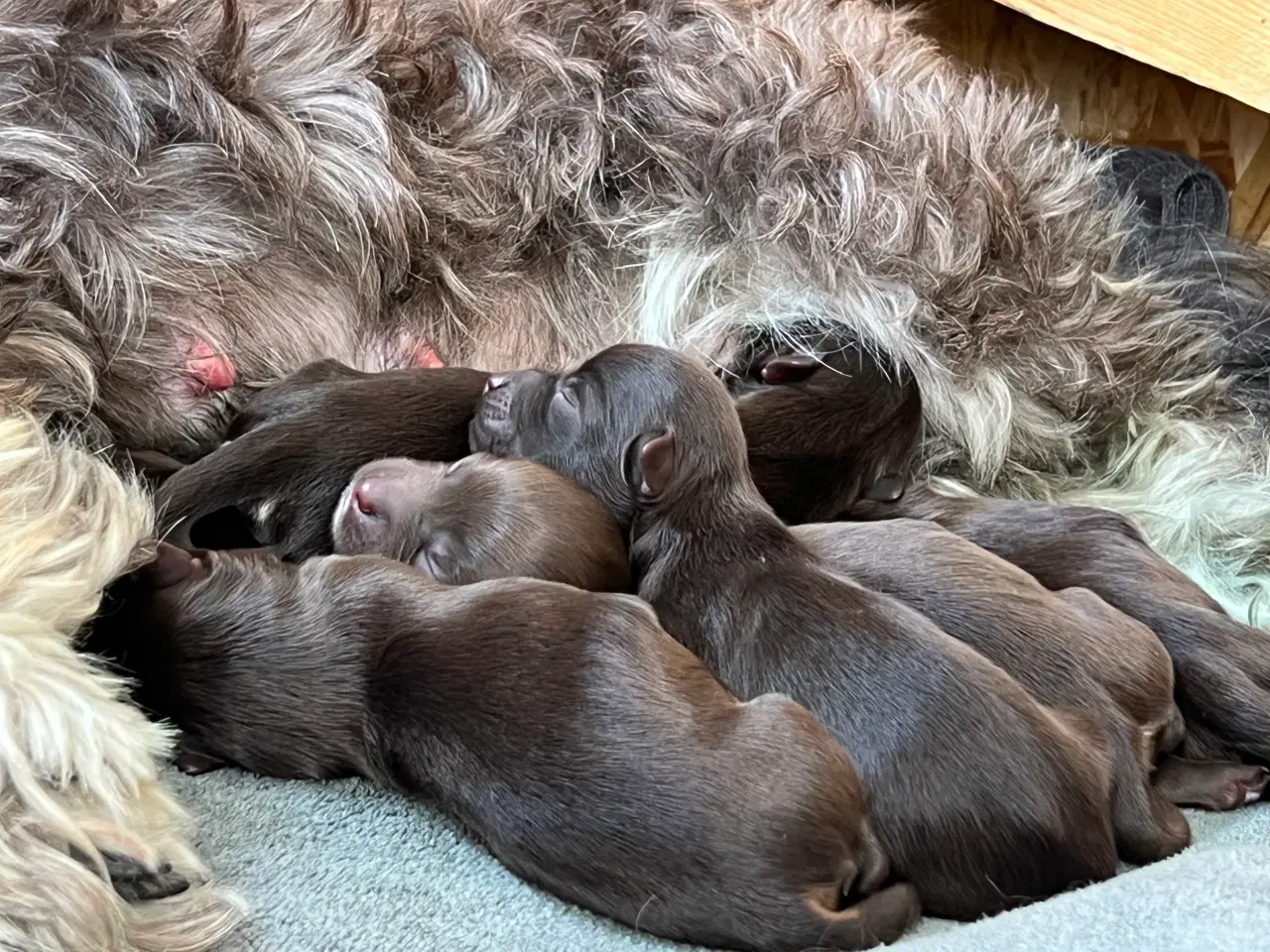 Billede 11 - Bichon Havanais hvalpe sælges 9 juli