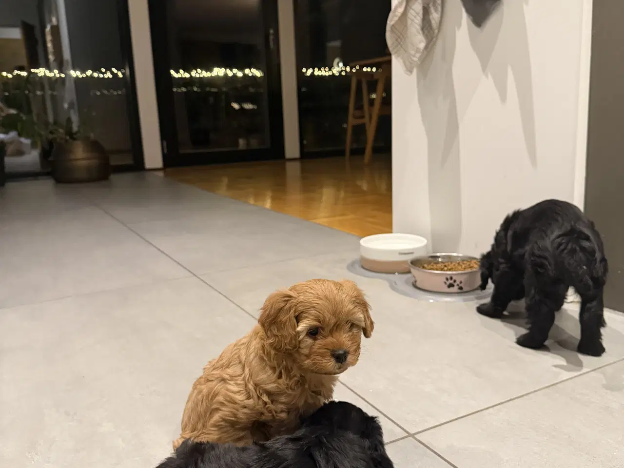 Billede 7 - Shihpoo / shih tzu blandet med puddel 