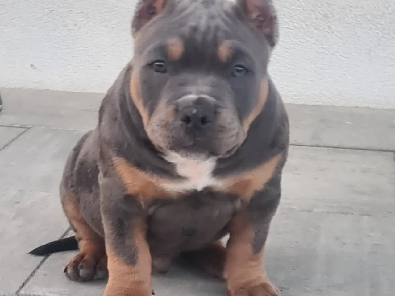 Billede 8 - American Bully Dreng blutricolor