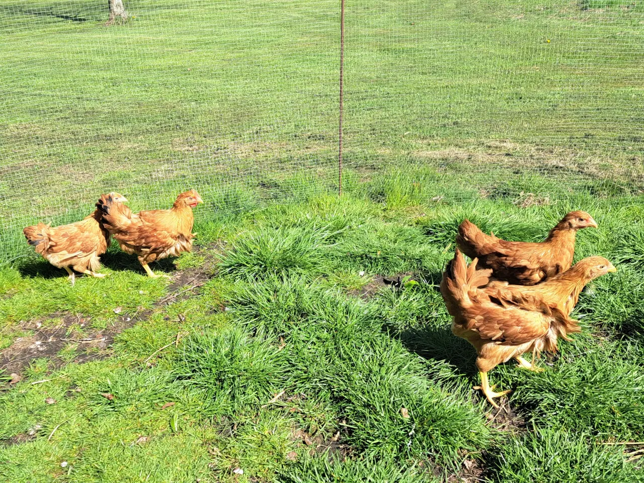 Billede 2 - New hampshire 