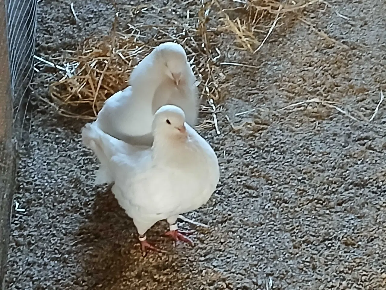 Billede 1 - Hvide King duer