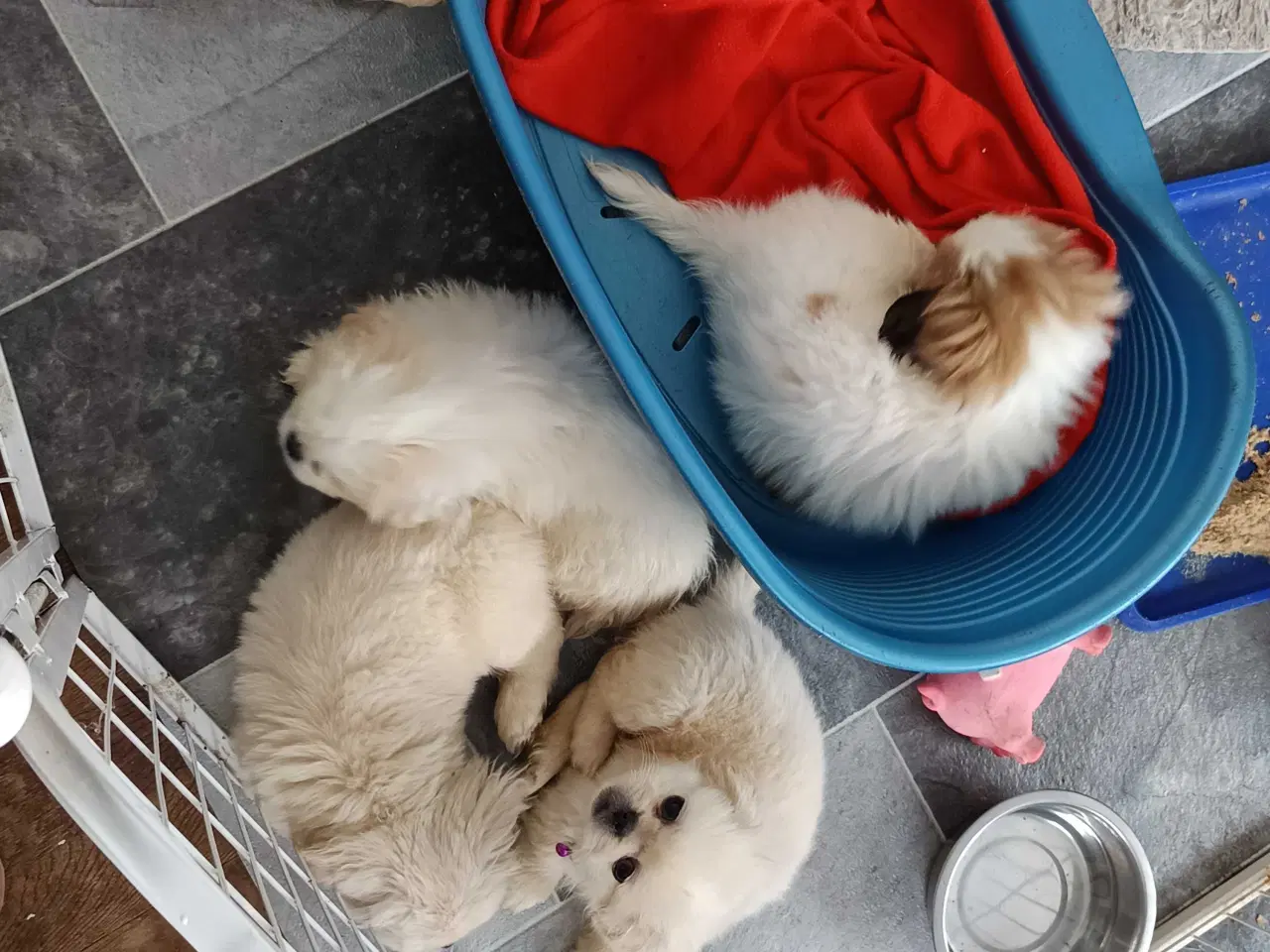 Billede 8 - Lækre hvalpe 