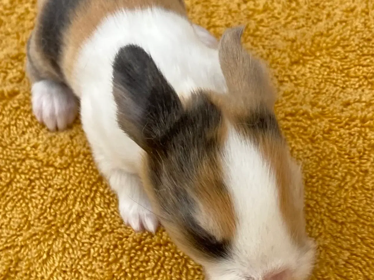 Billede 8 - HOLLÆNDER HUN JAPANER SORT/GUL