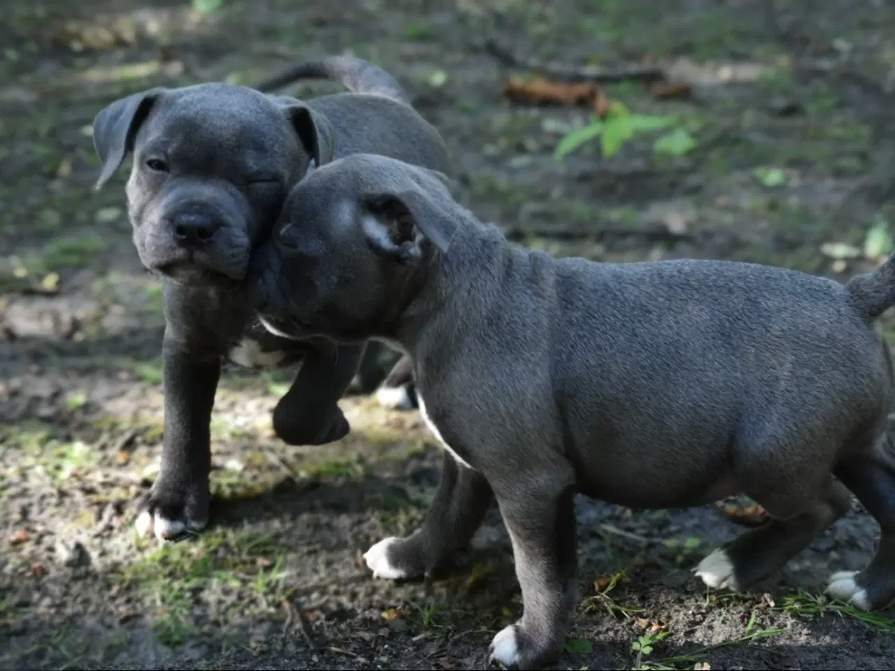 Billede 2 - Dkk staffordshire bull terrier 