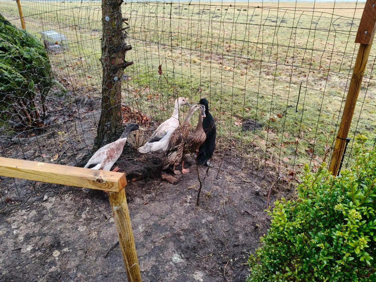 Billede 3 - Løbeænder til salg 