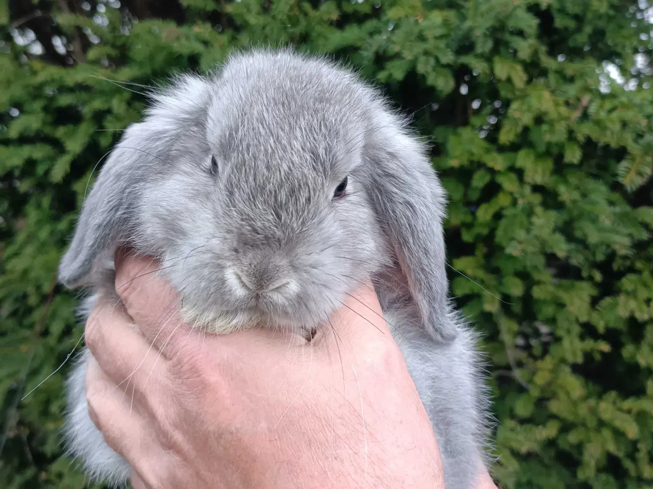 Billede 3 - Minilop/Dværg vædder unger.