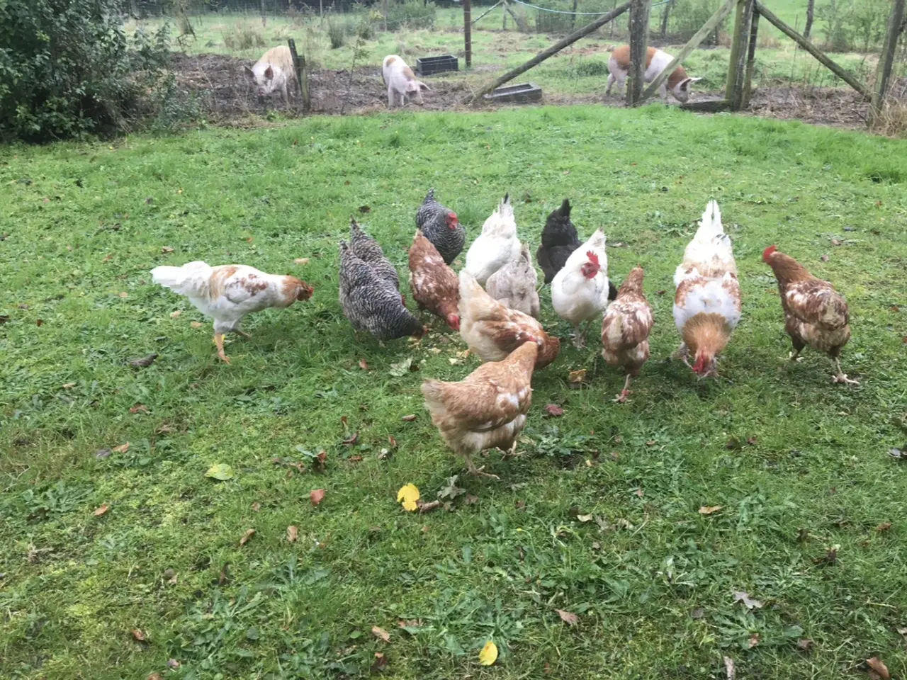 Billede 1 - 7 Høns
