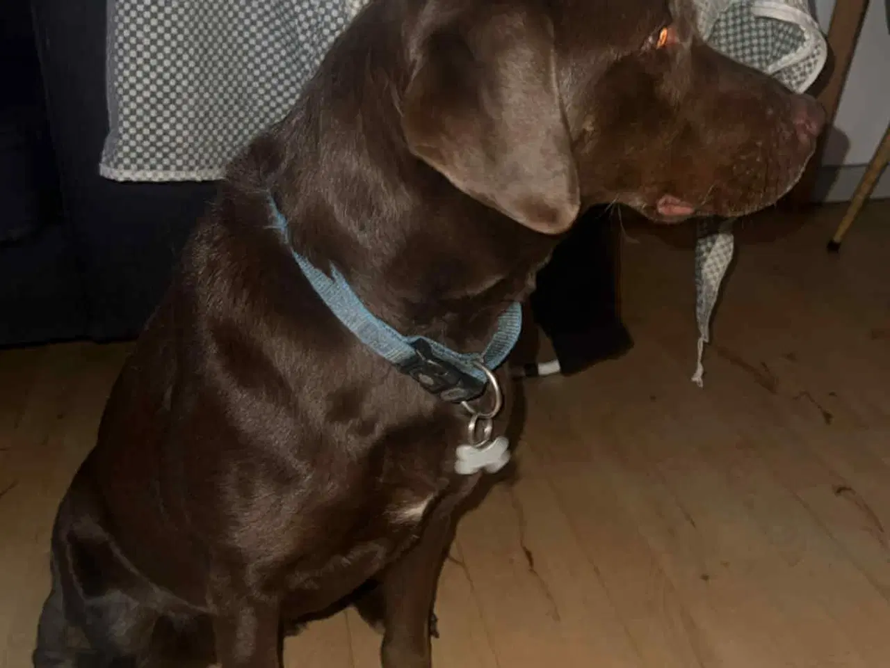 Billede 2 - Zika søger nyt hjem grundet ændring familie