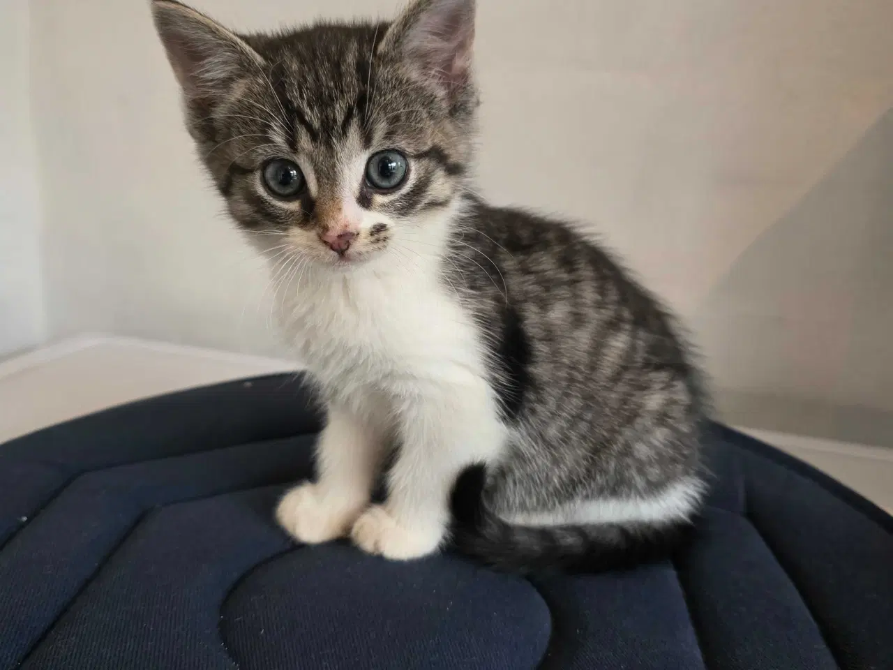 Billede 6 - Søde kattekillinger - 5 killinger