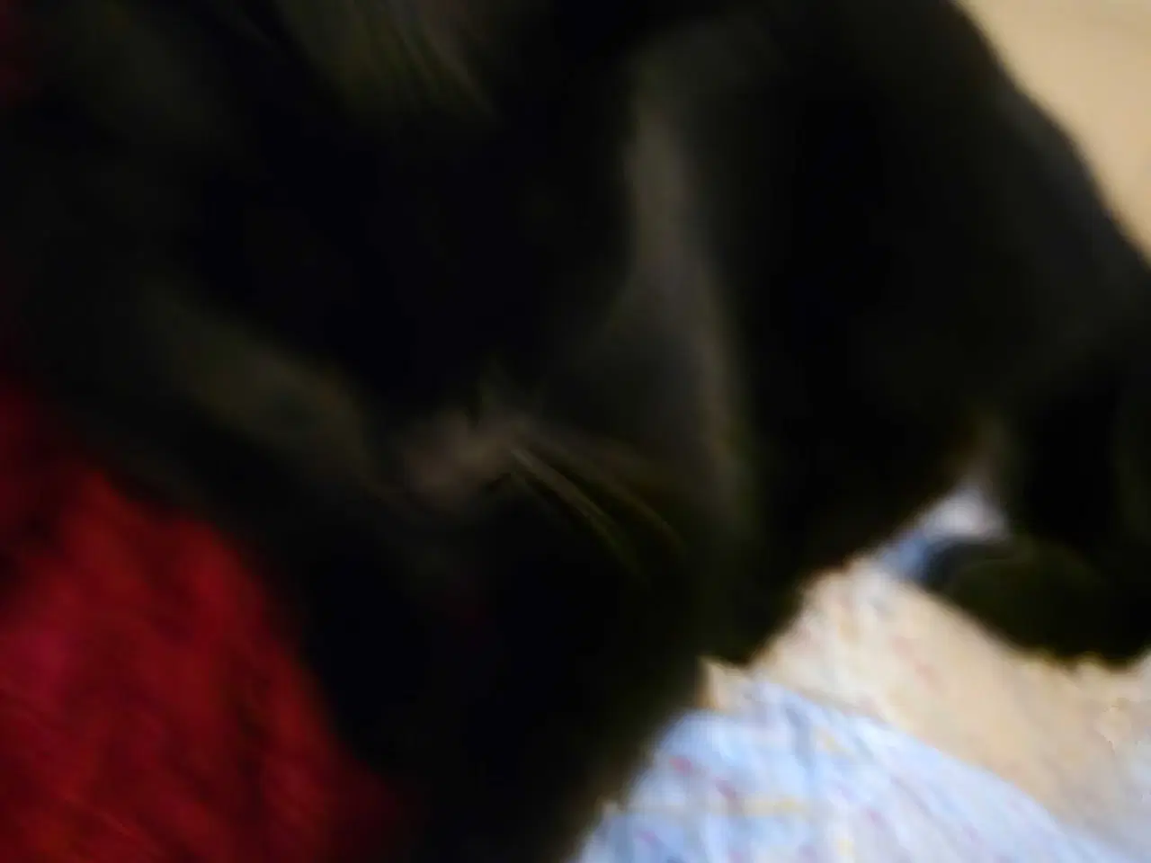 Billede 1 - Super sød kælen kat