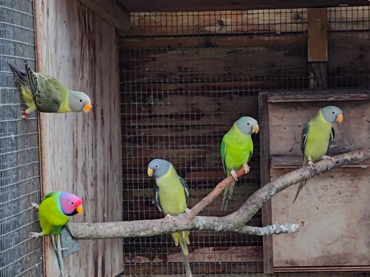 Billede 1 - Blommehoved parakit