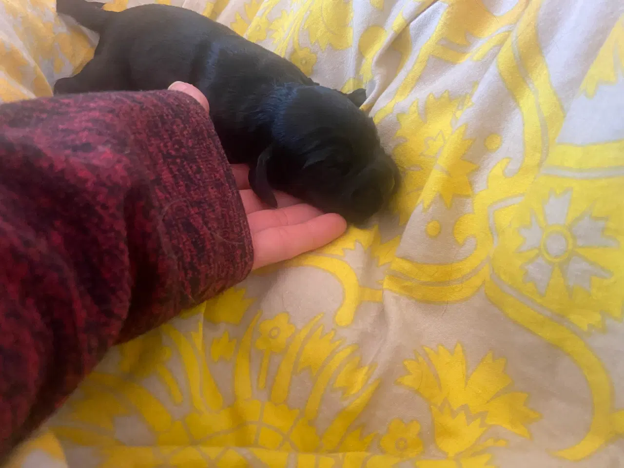 Billede 13 - Eng Cocker spaniels