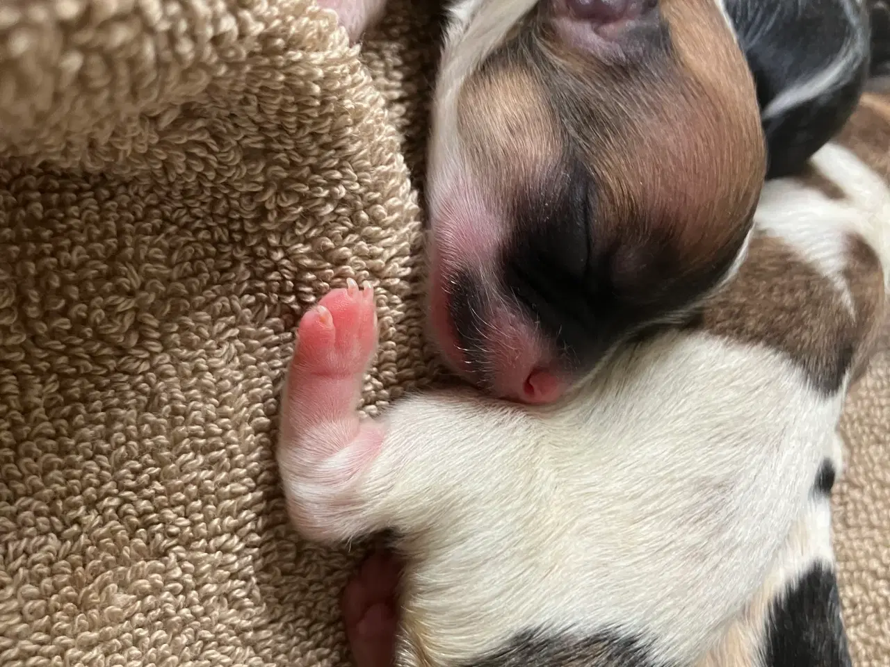 Billede 11 - Mini boomer 