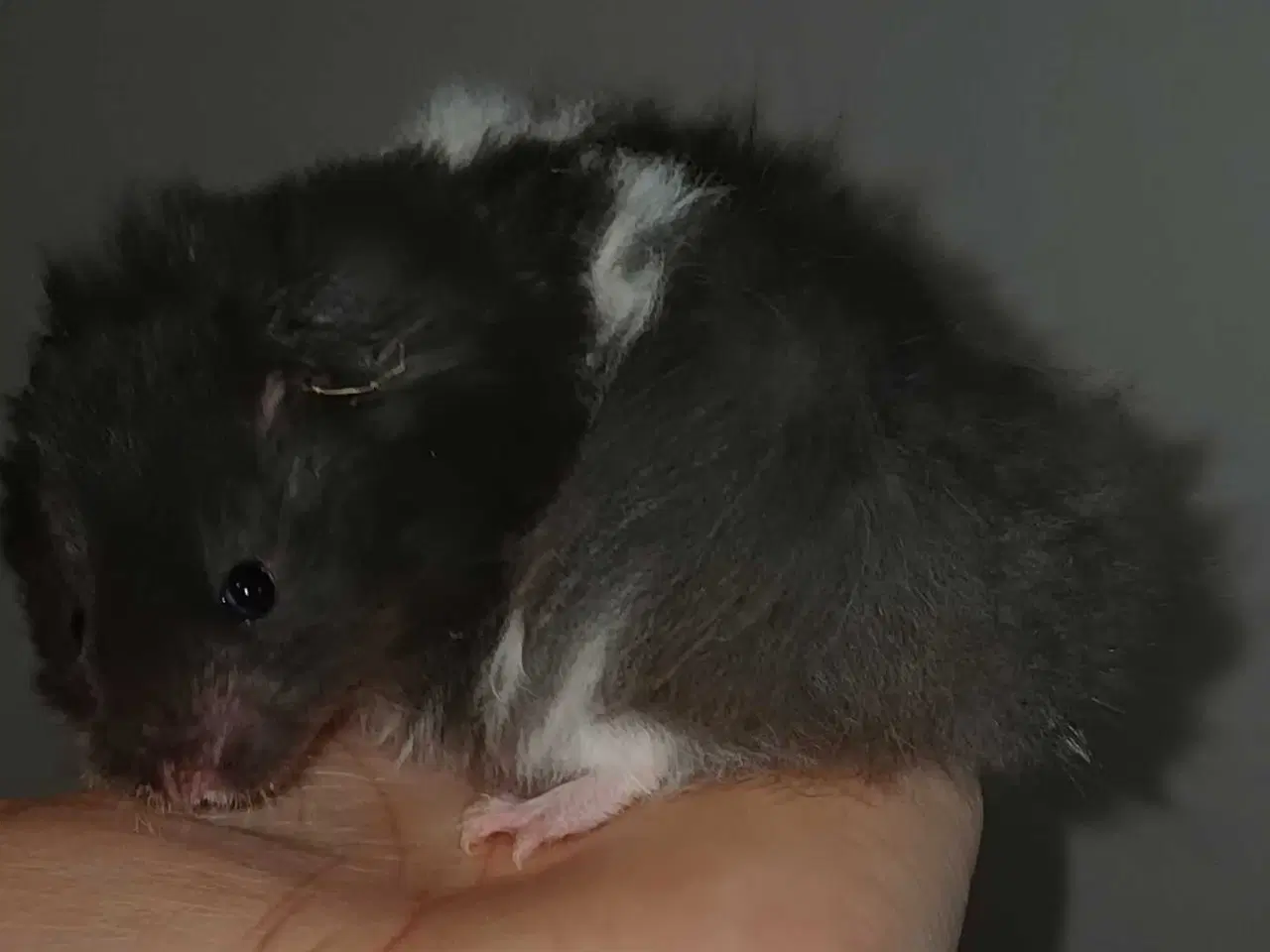 Billede 7 - Guldhamster unger