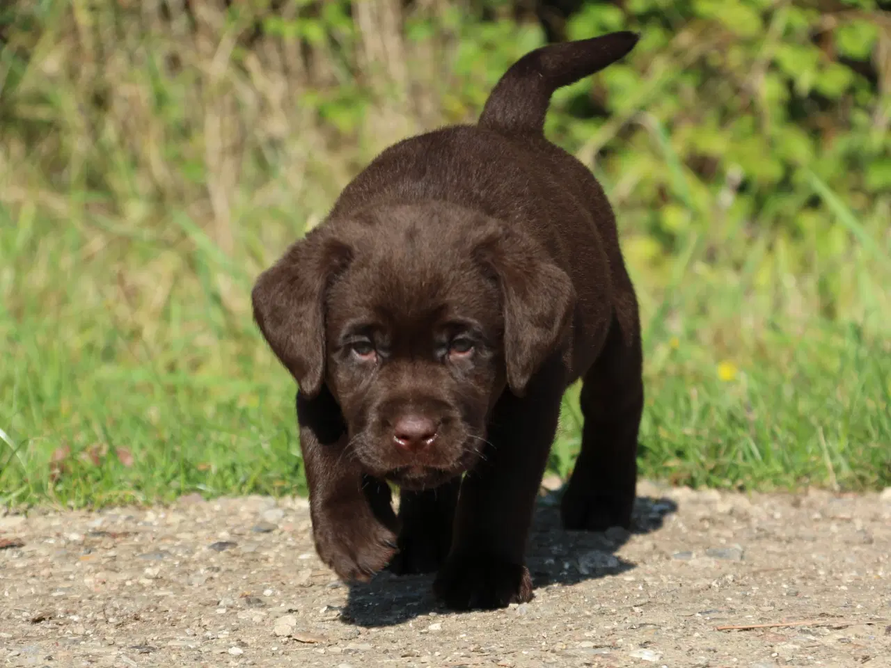 Billede 10 - Labrador