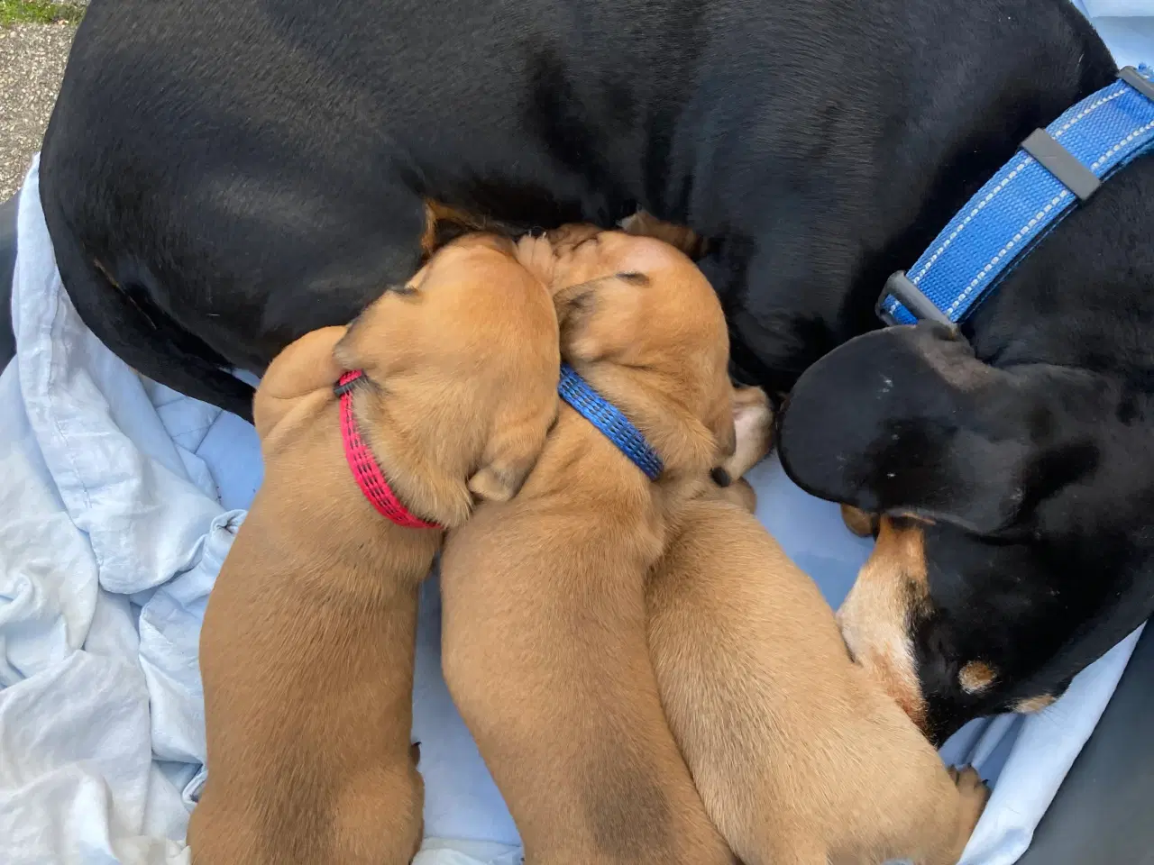 Billede 2 - Søde standard gravhunde korthåret 