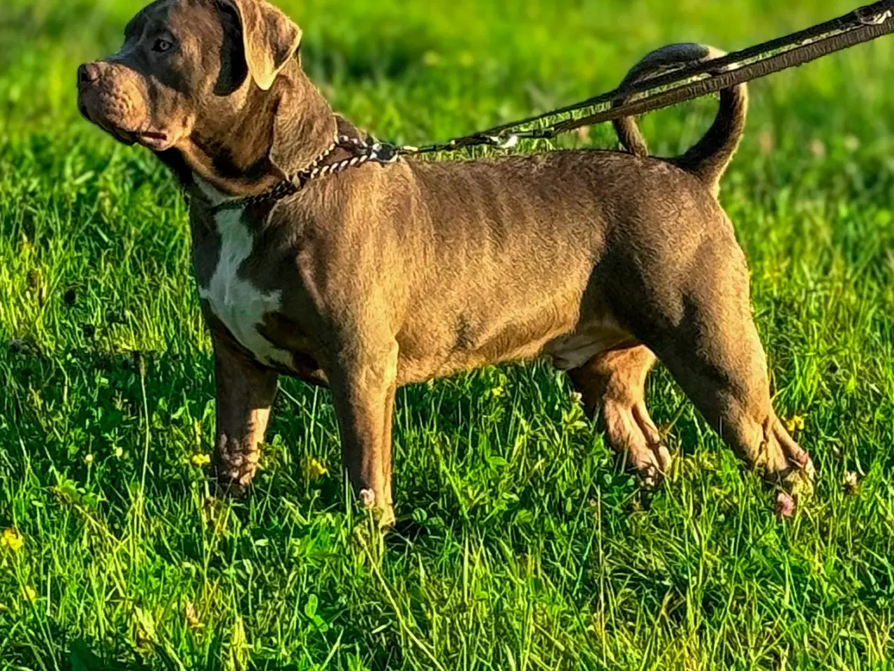 Billede 8 - American Bully XL hvalpe