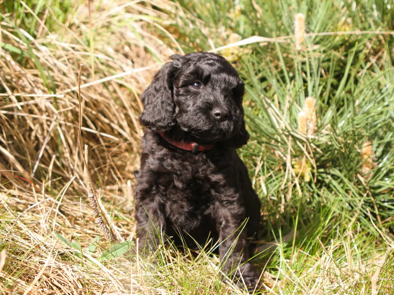 Billede 5 - cockerdoodle, cockerpoo, doodle