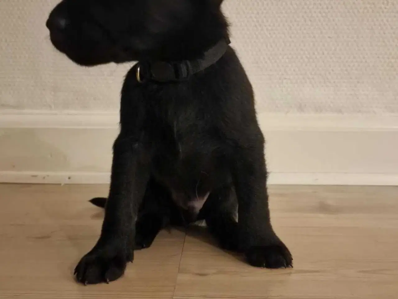 Billede 1 - Labrador søger ny mad far.