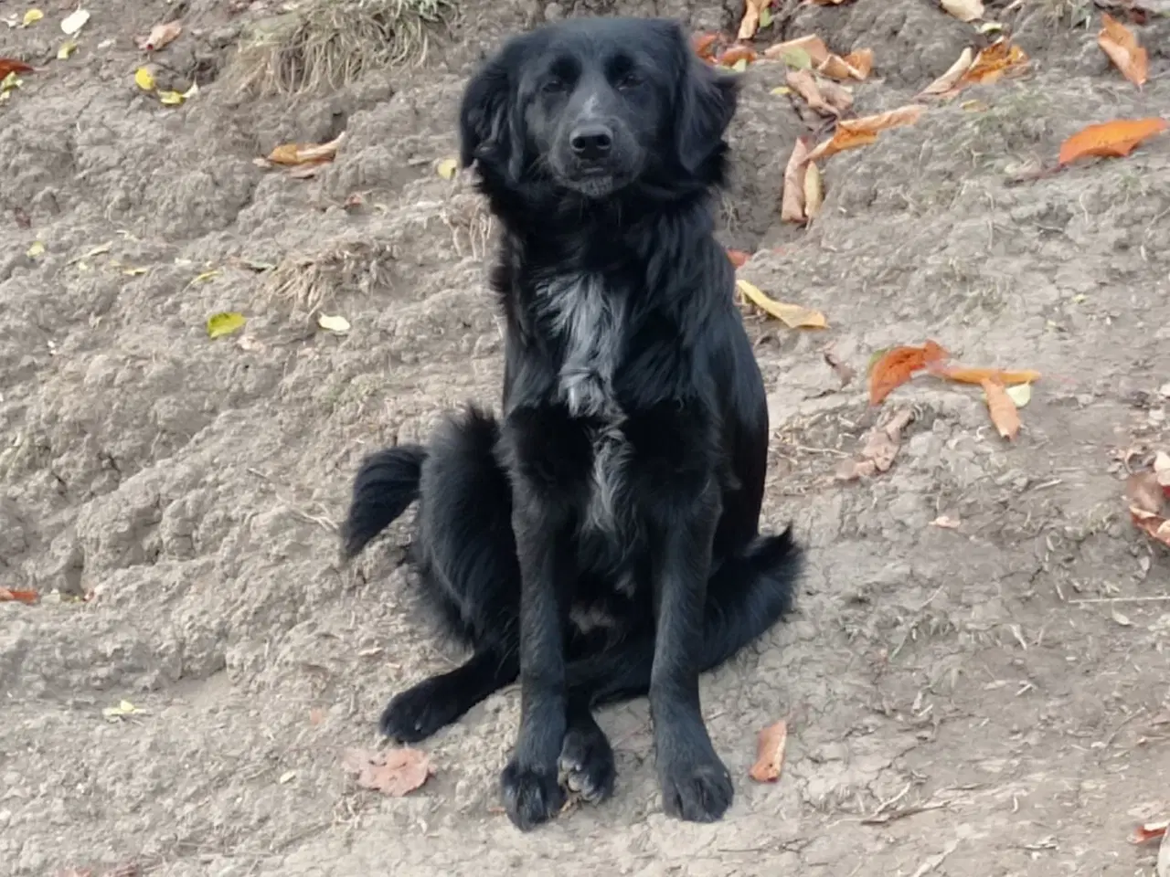 Billede 11 - Astrid fra A-holdet - Mild og kærlig