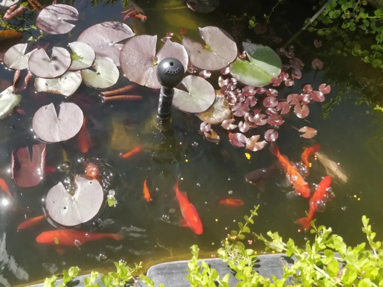 Billede 1 - Guldfisk til havedammen.