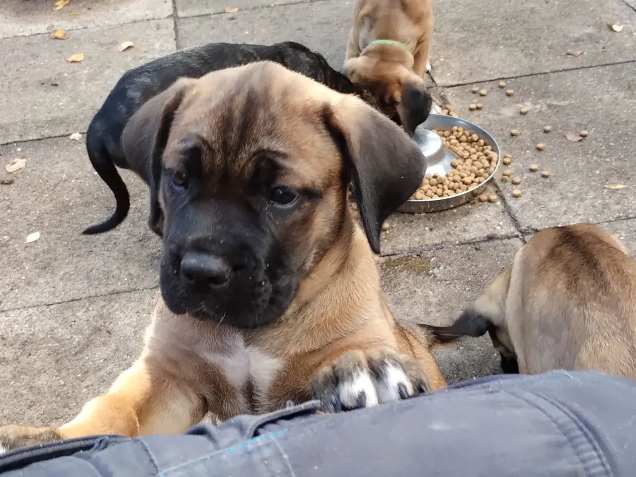 Billede 1 - Cane Corso hvalpe