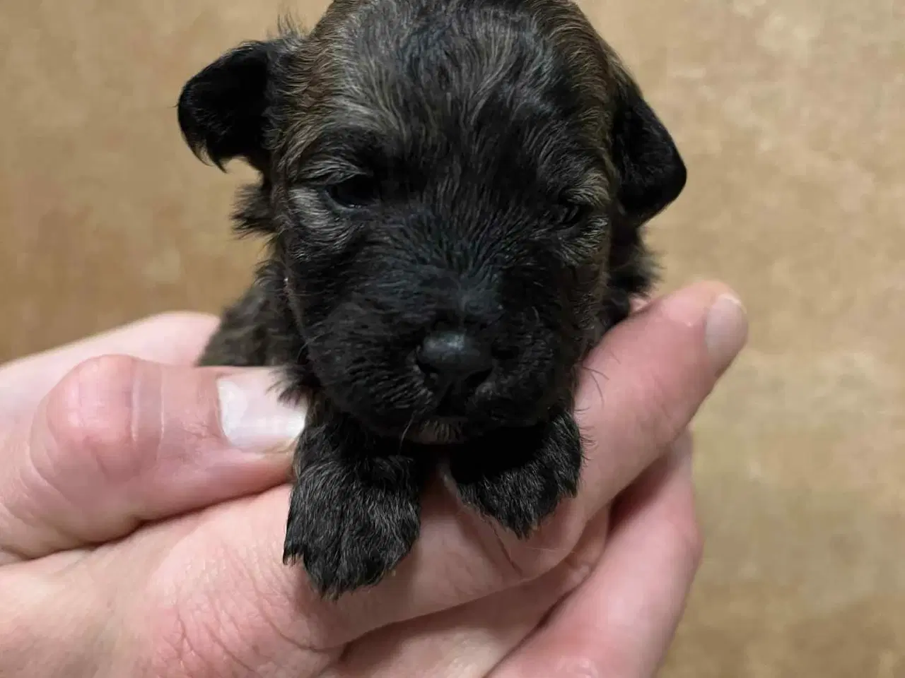 Billede 5 - Kun 2 lækre hanner tilbage. Små blandinger