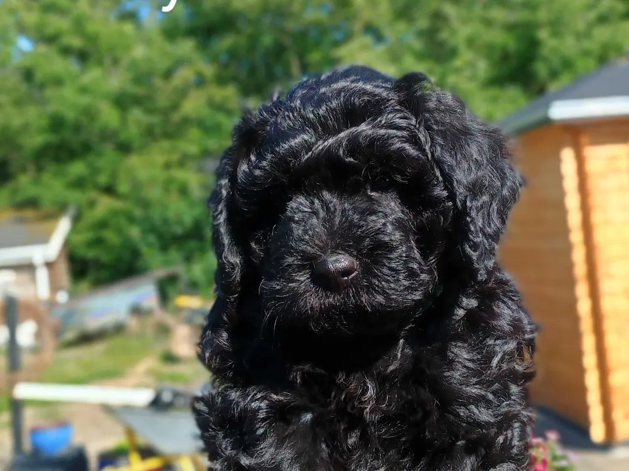 Billede 3 - Super socialiserede goldendoodles 
