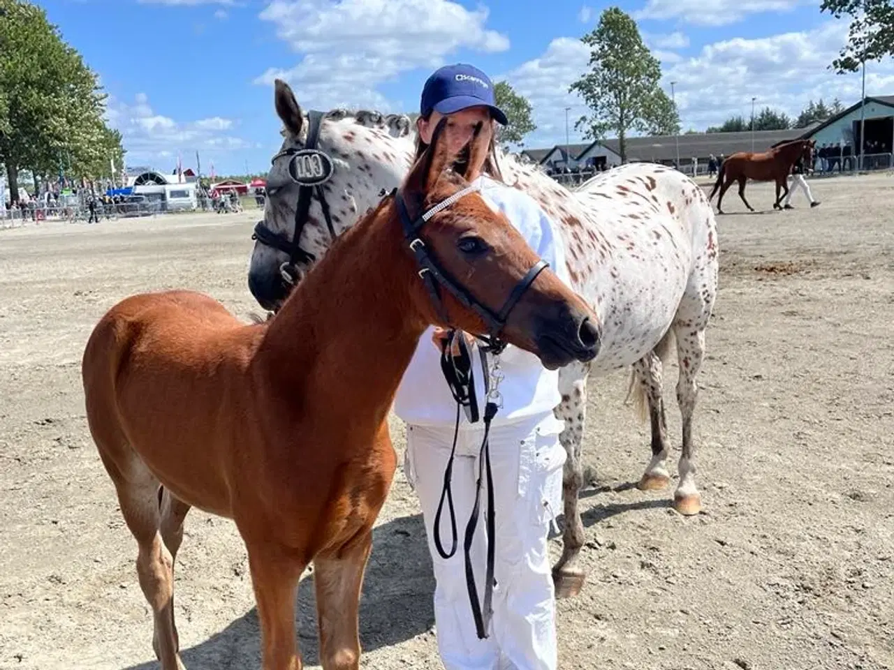 Billede 8 - Dansk Sports Pony 