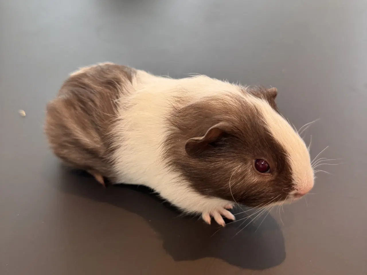 Billede 4 - Marsvin, Han unger 5 stk