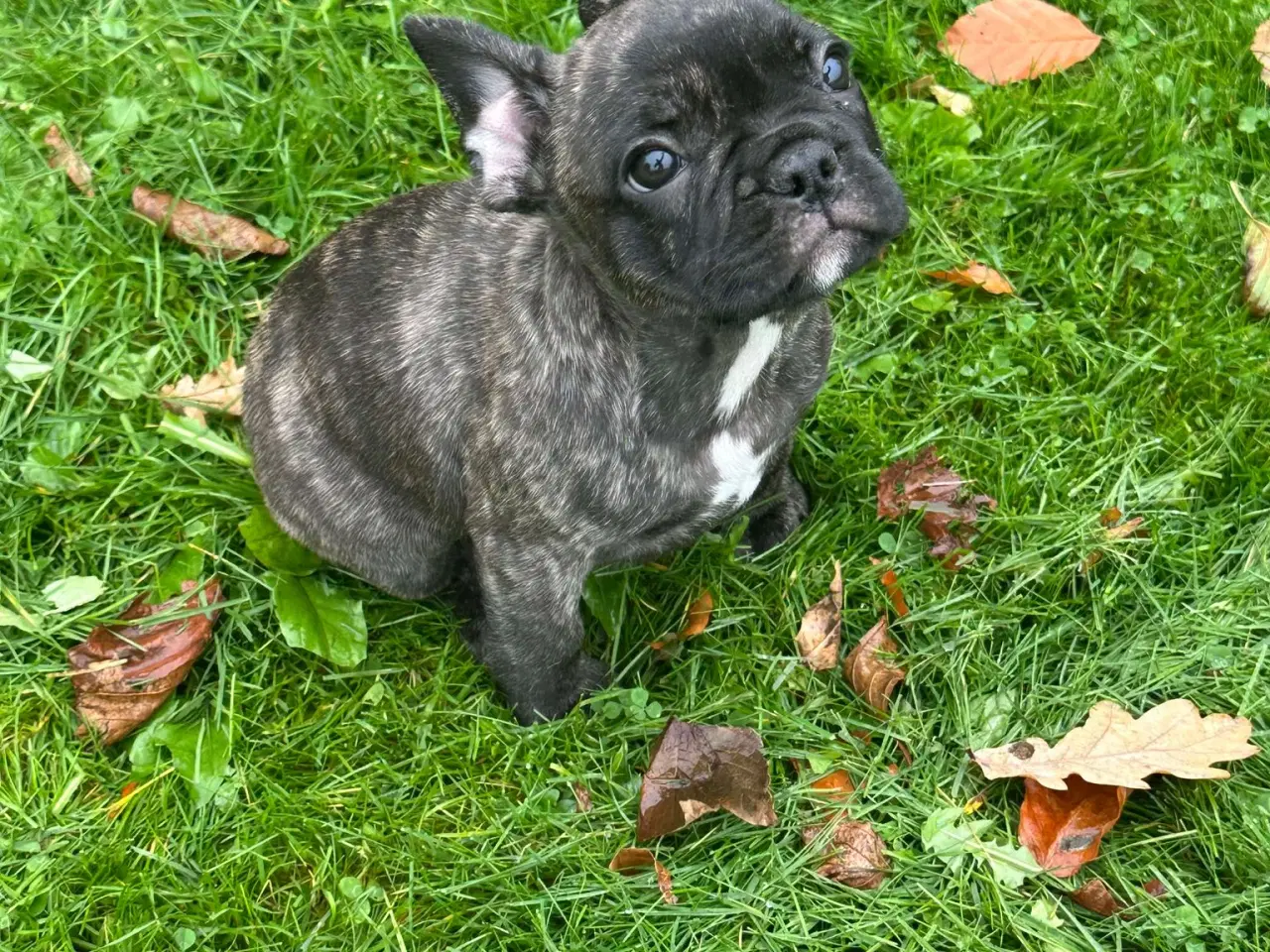 Billede 5 - Fransk bulldog brindle/ blå