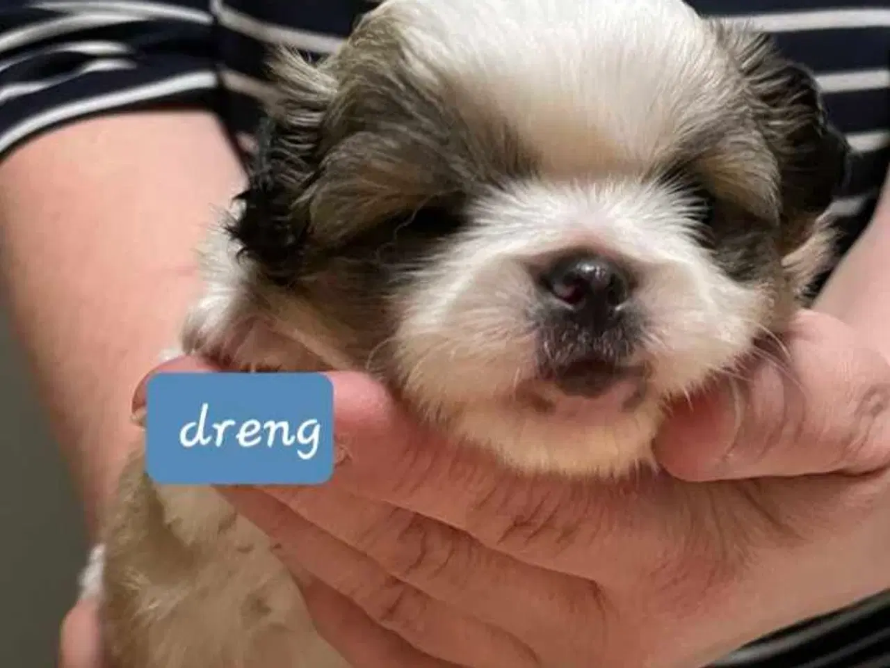 Billede 6 - Skønne blandings hvalpe 