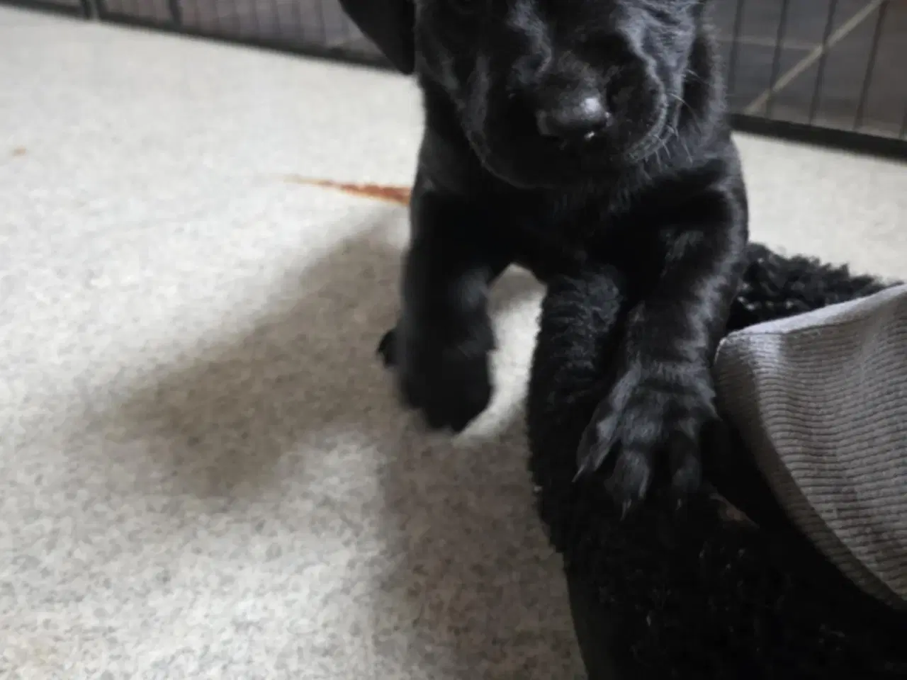 Billede 2 - Labrador Formel 1