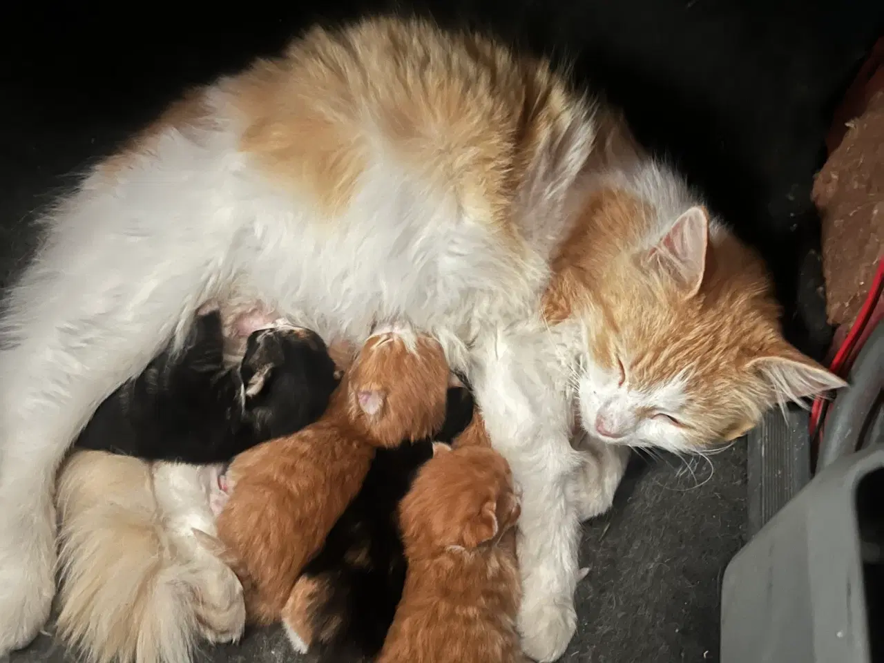 Billede 4 - Katte