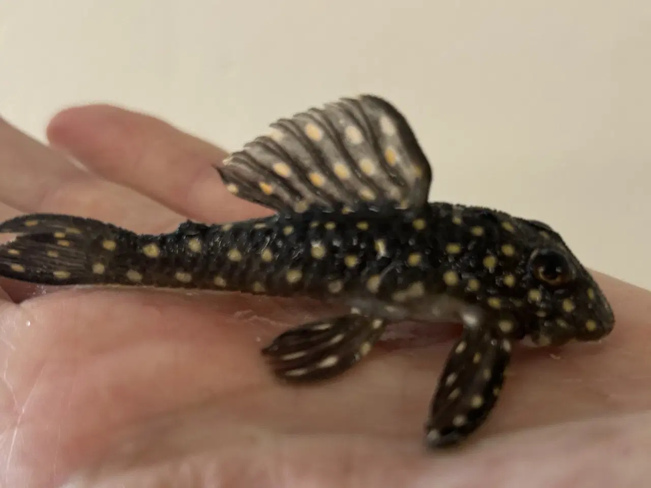 Billede 1 - L201 Hypancistrus sp.