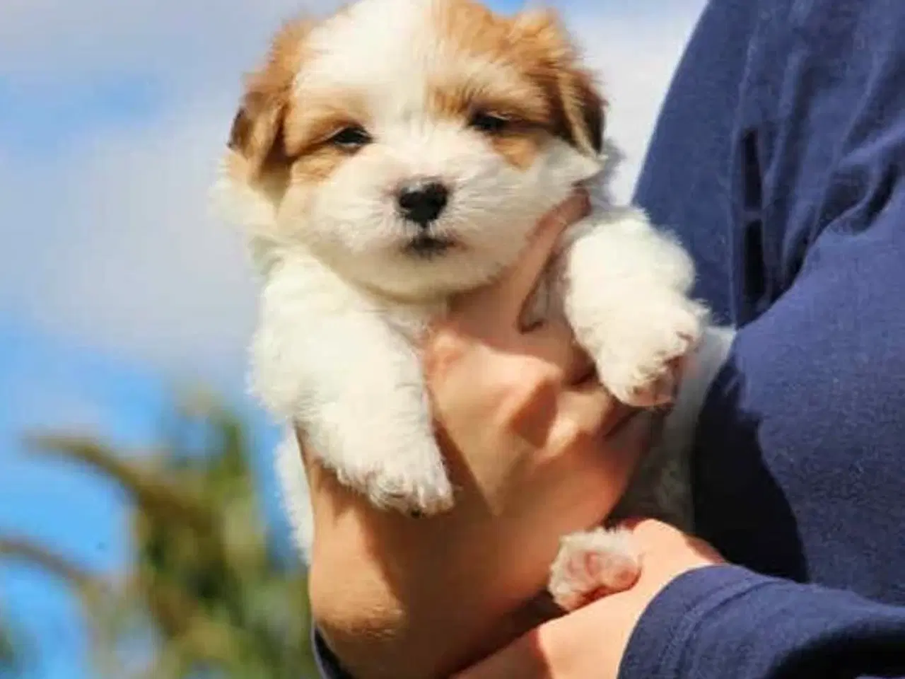 Billede 5 - Coton de tulear hvalpe.