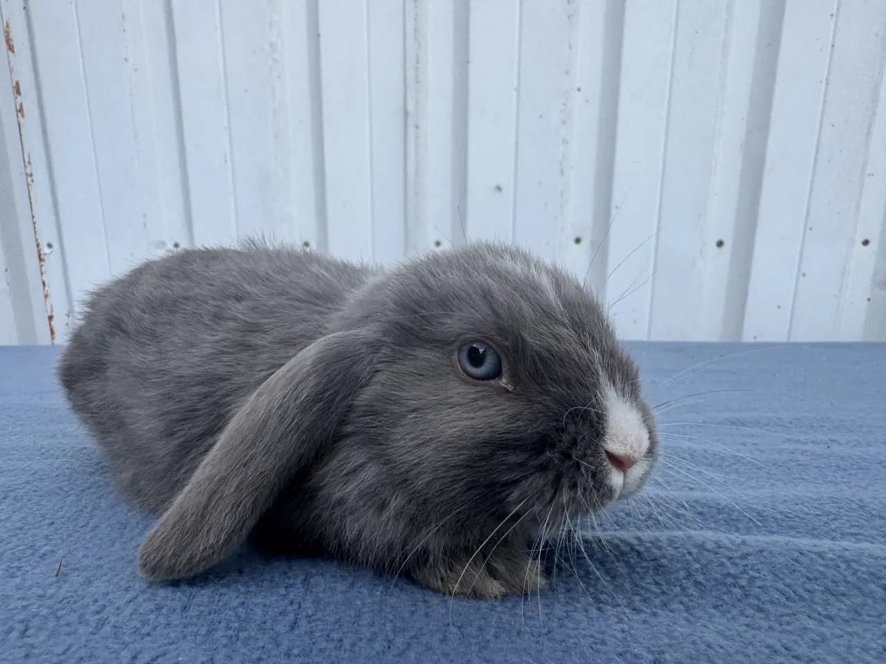 Billede 6 - Dværgvædder hunkanin