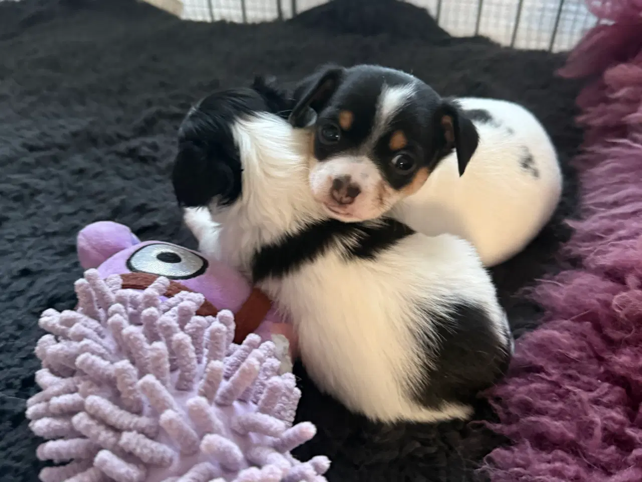 Billede 9 - Mini Chihuahua