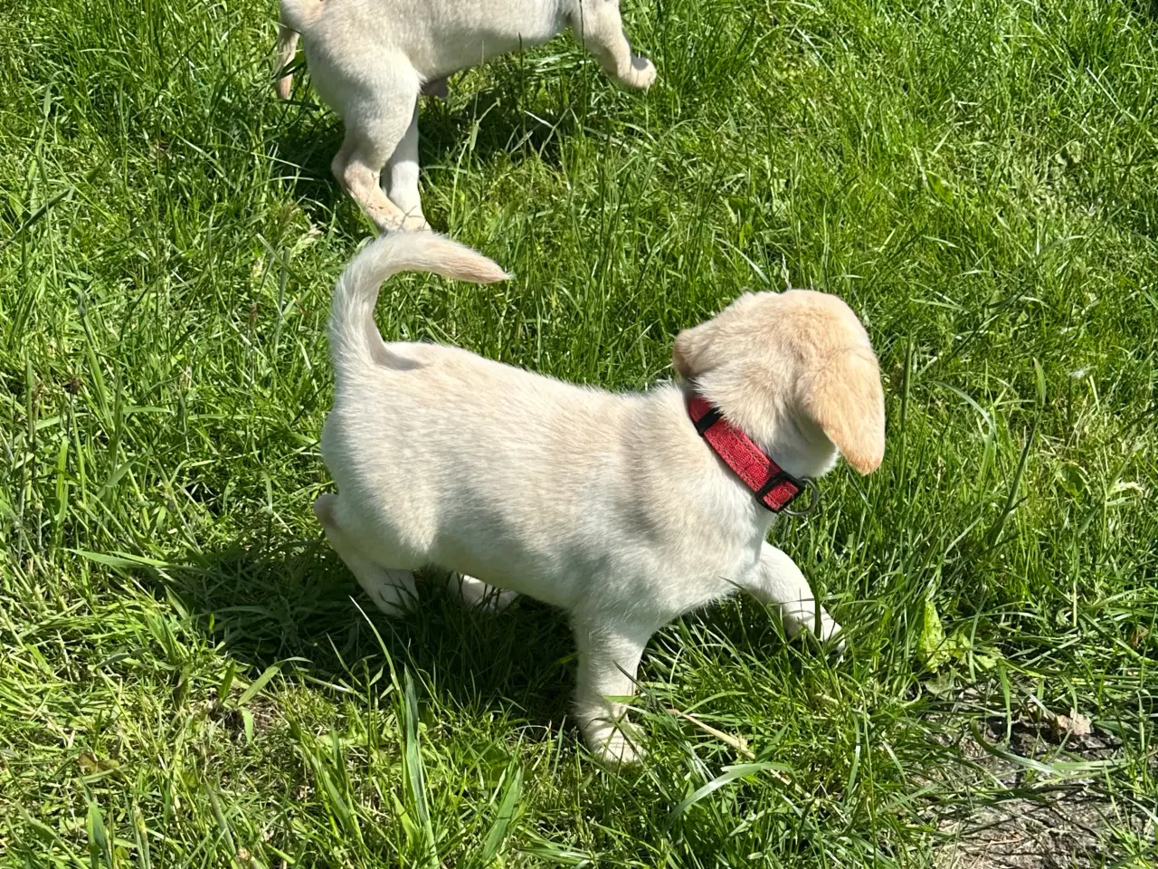 Billede 12 - Labrador hvalpe
