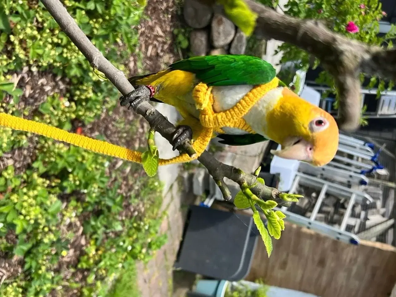 Billede 1 - Han caique søger nyt hjem 