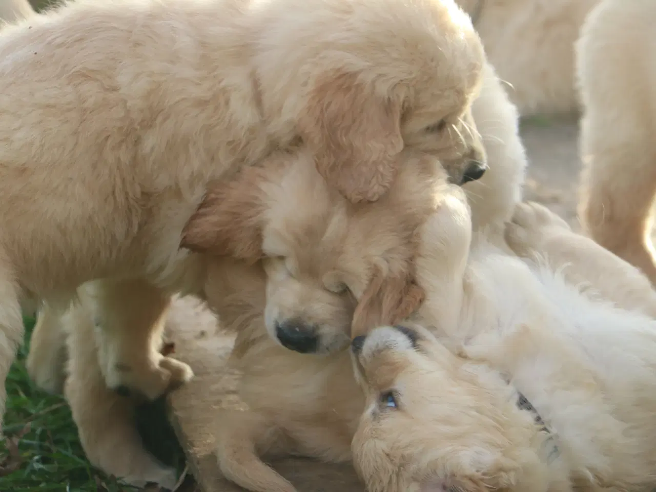 Billede 4 - Verdens smukkeste Golden Retriever er nu til salg!