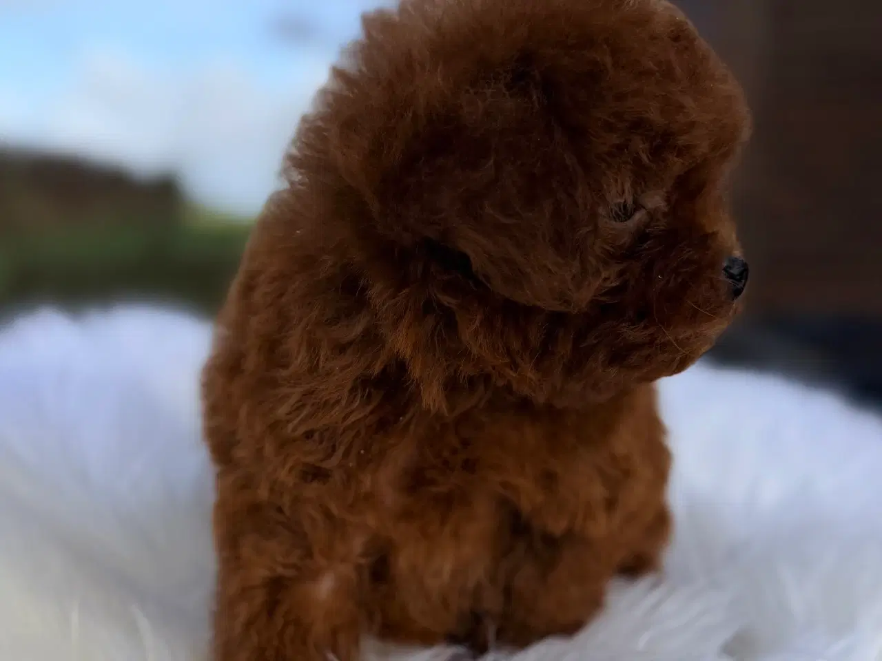 Billede 8 - Mahogni røde Pooton Drenge