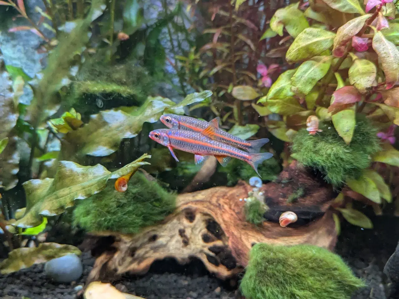 Billede 3 - Juwel akvarie 125L