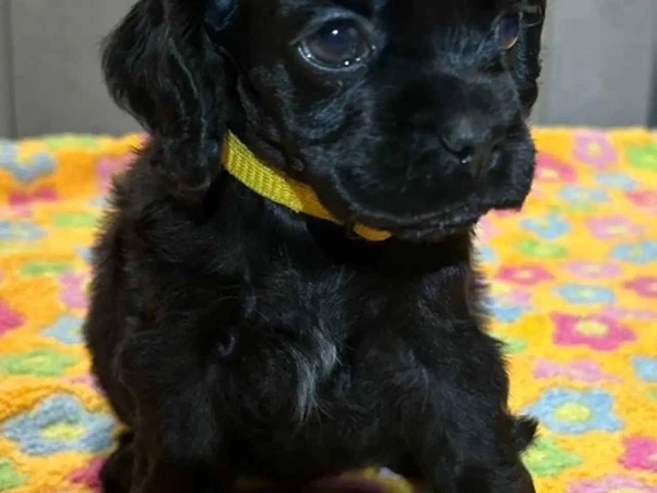 Billede 7 - Amerikansk Cocker hvalpe