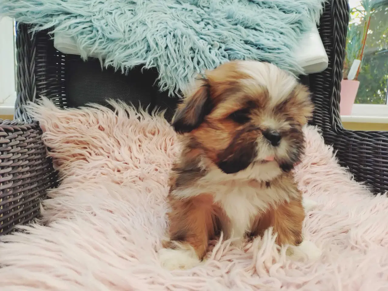 Billede 7 - Lhasa apso hvalpe med stambog 